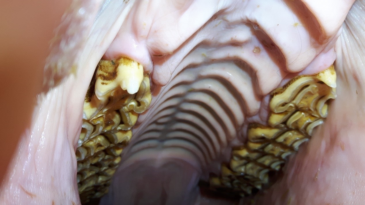 Horse teeth